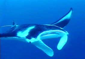 manta