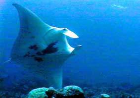 manta