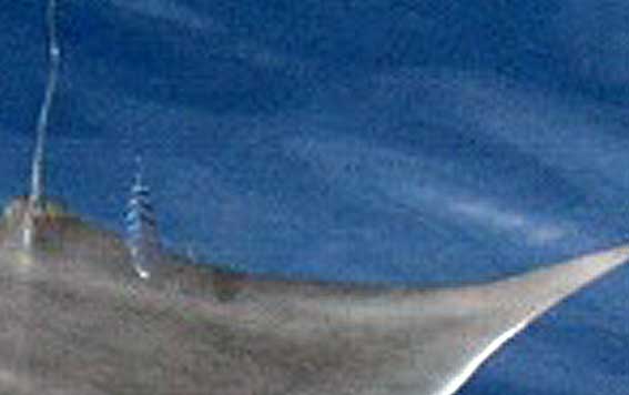 détail