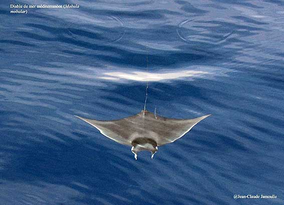 mobula