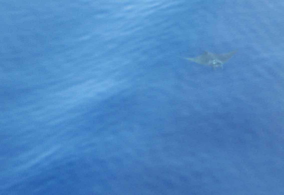 mobula