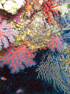 corail rouge