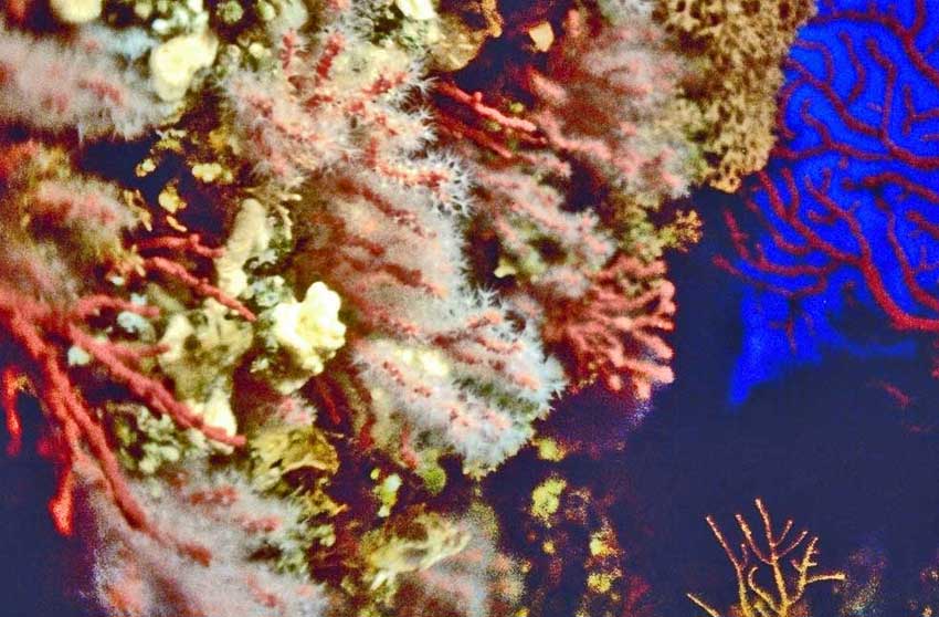 corail rouge